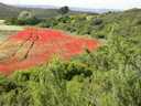 CHAMP DE COQUELICOTS.